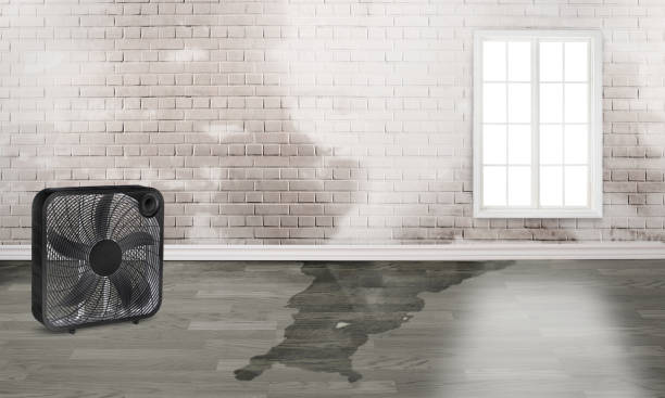 Best Basement water damage restoration  in Oak Ridge, TN